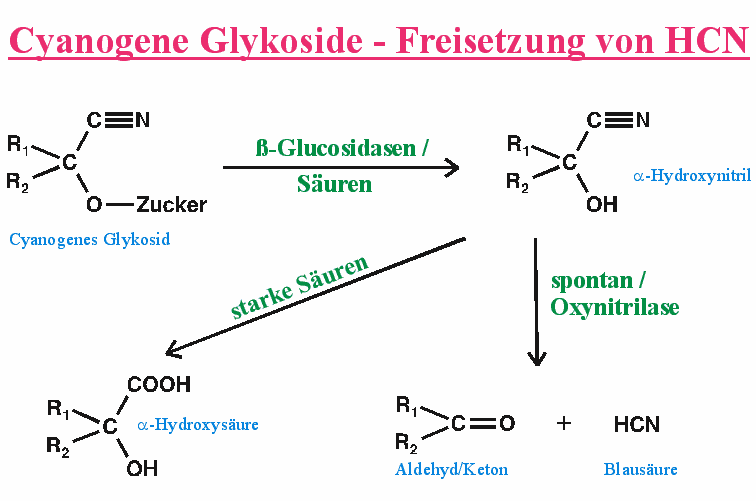 cyaglyk.gif (11060 Byte)