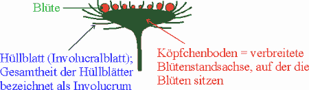 korbchen.gif (5242 Byte)